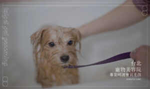 台北寵物美容推薦：五星洗澡、修剪、SPA服務，為毛孩帶來極致享受