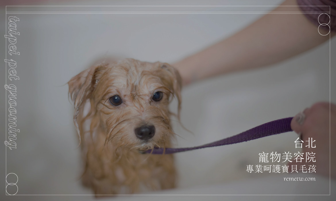 台北寵物美容推薦：五星級洗澡、修剪、SPA服務，為毛孩帶來極致享受