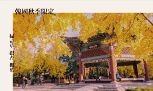 韓國秋季限定「掃帚草、銀杏、楓葉｣ 超美景點就像置身仙境！