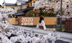 2020京都賞櫻必訪5景點 哲學之道、高瀨川探訪粉色天空下的浪漫古都